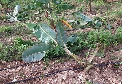 மேட்டுப்பாளையம் அருகே 1000 வாழைகள்- அவரை பயிர்களை சேதப்படுத்திய  யானை, மான்கள் கூட்டம்