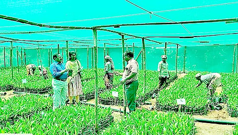 எண்ணெய் பனை சாகுபடியை தோட்டக்கலைத்துறை துணை இயக்குனர் கலைச்செல்வன் ஆய்வு செய்தார்.
