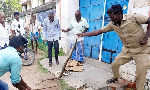 மலைப்பாம்பு பிடிபட்டது