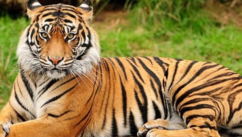 புலி நடமாட்டத்தை கண்காணிக்க காமிராக்கள்