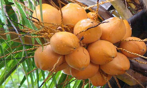 கோப்புபடம்.