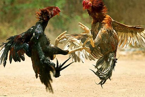 சேவல் சண்டை நடத்திய 5 பேர் கைது