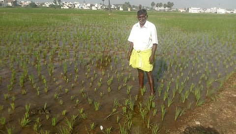 குமாரபாளையம் அருகே ஆலாங்காட்டுவலசு பகுதியில் குதிரைகள் சேதப்படுத்தி வயலை படத்தில் காணலாம்.&nbsp;&nbsp;