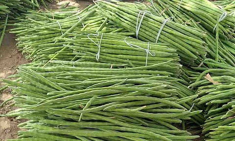 முருங்கைக்காய்.&nbsp;