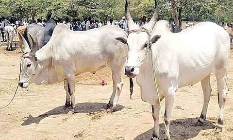 கோப்புபடம்.&nbsp;