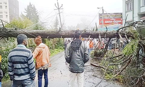 நாயுடுபுரம் பகுதியில் முறிந்து விழுந்த மரத்தை அகற்றும் பணியில் ஈடுபட்டுள்ள ஊழியர்கள்.