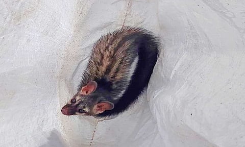 மரநாய்