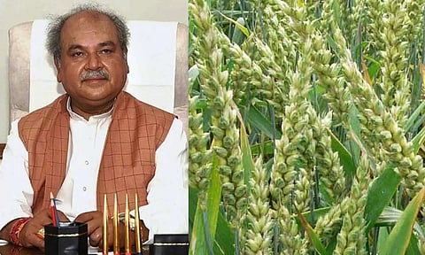 மத்திய மந்திரி நரேந்திரசிங் தோமர்

