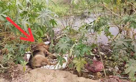 &nbsp;குப்பையில் இறந்து போன நாய் வீசப்பட்டிருப்பதை படத்தில் காணலாம்.