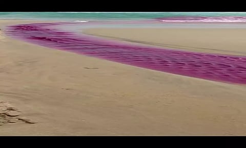 இறால் பண்ணையில் ரசாயனபவுடர் கலந்து உள்ள காட்சி.&nbsp;