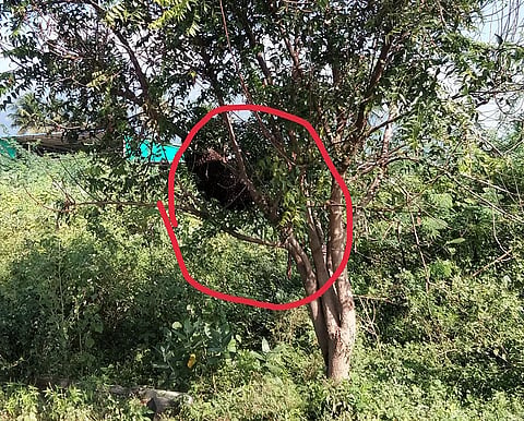 வேப்பமரத்தில் மலைத்தேனீ