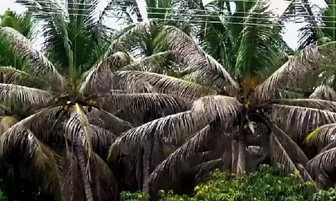 உடன்குடி, திருச்செந்தூர் வட்டாரத்தில் தென்னைமரத்தில் வாடல் நோயை  கட்டுப்படுத்தும் வழிமுறைகள் - வேளாண்மை துறை அதிகாரி விளக்கம்