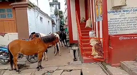 ஊட்டியில் தெருக்களில் சுற்றி திரியும் குதிரைகள்