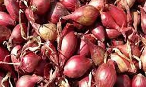 சின்ன வெங்காயம் நடவு பணியில் விவசாயிகள் தீவிரம்