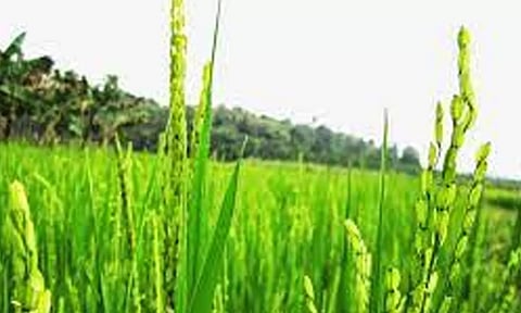 எம்.எஸ்.சாமிநாதன் அறிக்கையை அமல்படுத்த வேண்டும் -  தமிழக கட்சி சார்பற்ற விவசாயிகள் சங்கம் வலியுறுத்தல்