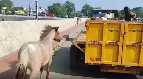 குட்டியை கொண்டு சென்ற லாரியை பின்தொடர்ந்து சென்ற தாய் குதிரை.