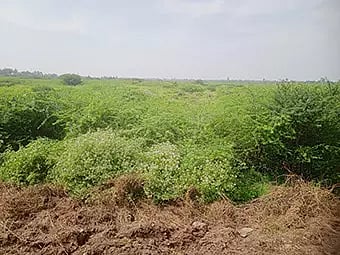 கிருஷ்ணாபுரத்தில்  பெரிய ஏரியில் வளர்ந்துள்ள சீமை கருவேல மரங்களை படத்தில் காணலாம்.