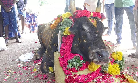 இறந்த ஜல்லிக்கட்டு காளைக்கு மரியாதை