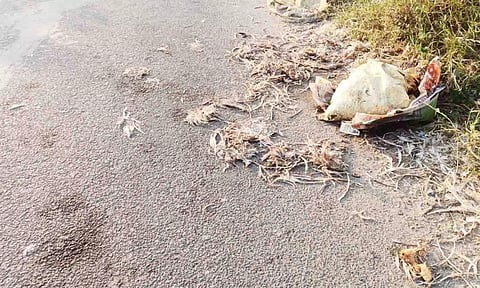 சாலையில் வீசப்படும் கோழிக்கழிவுகள்.&nbsp;