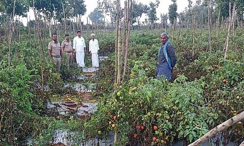 ராயக்கோட்டை அருகே தக்காளி தோட்டத்தை நாசம் செய்த காட்டுயானைகள்