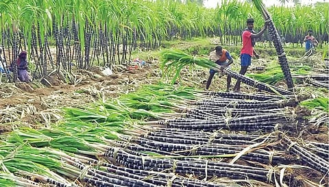 வேளாண்மை - கூட்டுறவுத் துறை அலுவலர்கள் மூலம்  கரும்பு கொள்முதல் செய்யப்படும்