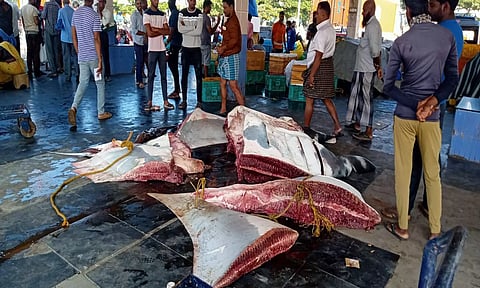 1000 கிலோ எடை கொண்ட ராட்சத திருக்கை மீன்.&nbsp;