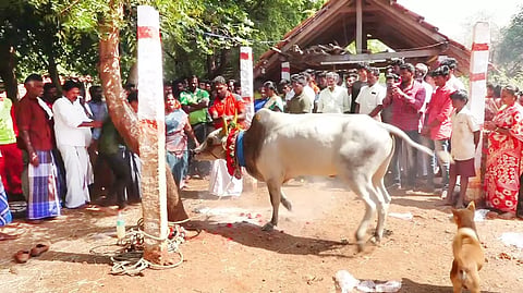 புதிய நாச்சி காளைக்கு பரிவட்டம் கட்டும் நிகழ்ச்சி நடந்தபோது எடுத்த படம்.
