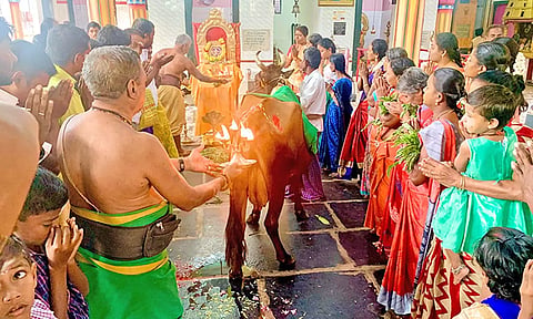 சிறப்பு பூஜையில் கோமாதாவிற்கு தீபாராதனை நடைப்பெற்ற காட்சி.&nbsp;