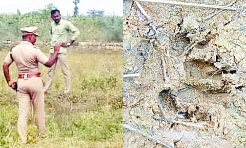 சிறுத்தைப்புலி நடமாட்டம் இருக்கிறதா? என வனத்துறையினர் தேடியதையும், அந்த பகுதியில் பதிவான மர்ம விலங்கின் கால்தடத்தையும் படத்தில் காணலாம்.