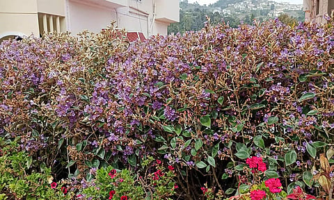 கொடைக்கானல் மலைப்பகுதிகளில் பூத்துக்குலுங்கும் நீலக்குறிஞ்சி மலர்கள் 