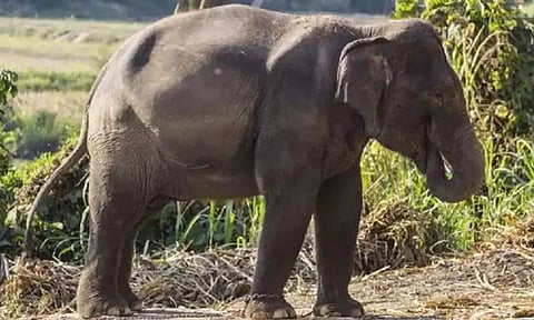 3 மயக்க ஊசி செலுத்தியும் கருப்பன் யானையை பிடிக்க முடியவில்லை- கும்கிகள் மூலம் பின்தொடரும் வனத்துறையினர்