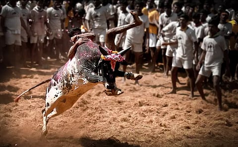 வன்னியன்விடுதியில் ஜல்லிக்கட்டு