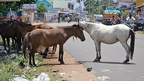 அந்தியூர் பகுதியில் குதிரை தாக்கி பெண் படுகாயம்