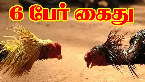 சேவல் சண்டை நடத்திய 6 பேர் கைது