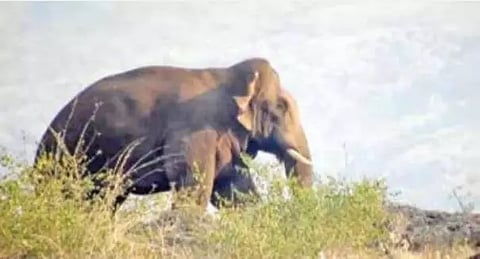 சாலையில் நின்று கொண்டு கிராம மக்களை விரட்டும் ஒற்றை யானை