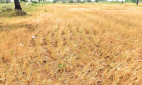 தண்ணீர் வராததால் கருகிய நெற்பயிர்கள்