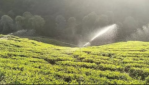 ஸ்பிரிங்ளர் நீர் தெளிப்பான் கருவிகள் மூலம்  தேயிலை செடிகளை பாதுகாக்கும் விவசாயிகள்