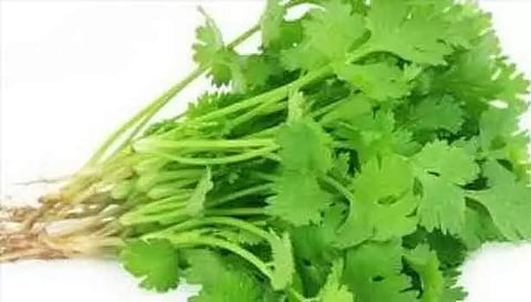 கொத்தமல்லி விளைச்சல் பாதிப்பு