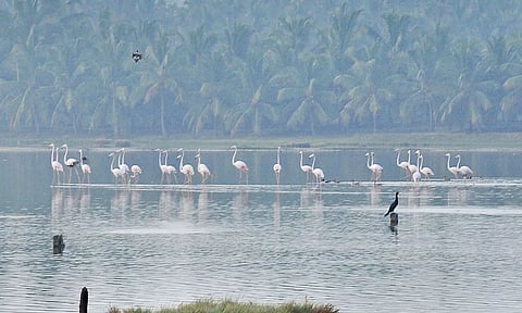 புத்தளம் பகுதியில் தென்பட்ட பறவைகள்&nbsp;
