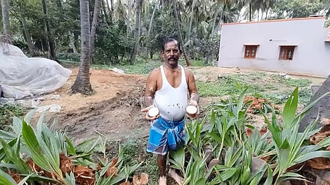 தேங்காய் பூவுக்காக தென்னங்கன்றுகள் வாங்க வியாபாரிகள் ஆர்வம்
