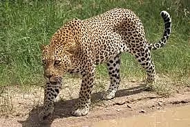 க.பரமத்தி அருகே சிறுத்தை நடமாட்டம்: பொதுமக்கள் பீதி