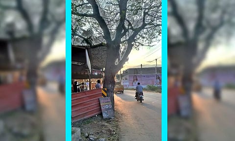 டவுன் கோடீஸ்வரன்நகரில் விரிவாக்க பணியால் சாலைக்குள் புகுந்த மரம் - கிளைகளை வெட்டக்கோரி கலெக்டர் அலுவலகத்தில் மனு