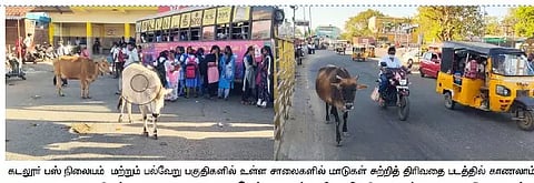 கடலூரில் சாலையில் சுற்றி திரியும் மாடுகள் : பொதுமக்களை முட்டி அச்சுறுத்தி வருவதால் பீதி