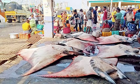 கொம்பன் திருக்கை மீன்களை வியாபாரிகள் போட்டிப்போட்டு ஏலத்தில் வாங்கி சென்றனர்.