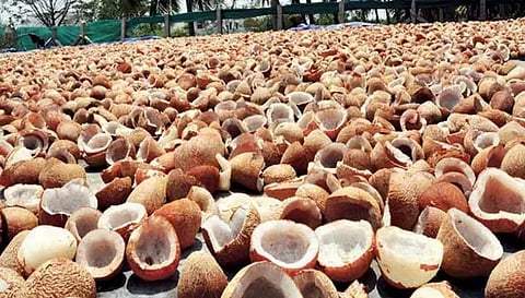 ரூ.6 லட்சத்துக்கு தேங்காய் பருப்பு ஏலம்