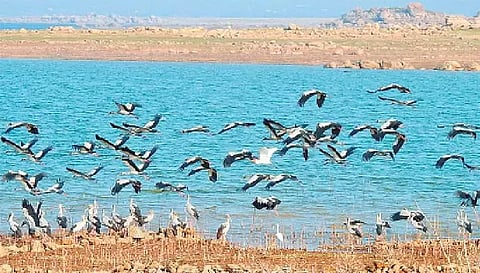 சேலம் வனக்கோட்டத்தில்  பறவைகள் கணக்கெடுப்பு பணி 5-ந்தேதி தொடக்கம்