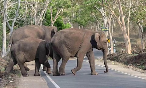 கொடைக்கானல் பேரிஜம் ஏரியில் யானைகள் நடமாட்டம்- சுற்றுலா பயணிகளுக்கு தடை