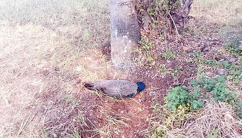 விவசாய நிலத்தில் இறந்து கிடந்த மயில்.&nbsp;