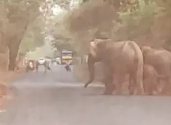சாலையில் நின்ற யானைக்கூட்டத்தால் வாகன ஓட்டிகள் அச்சம்
