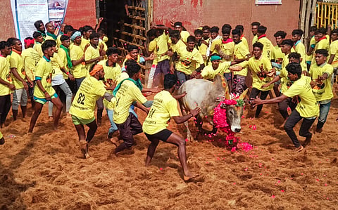 திருமானூரில் ஜல்லி கட்டு